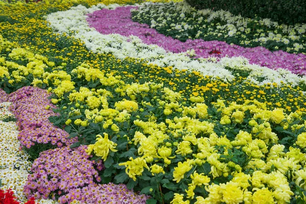 Diverse chrysant bloemen — Stockfoto