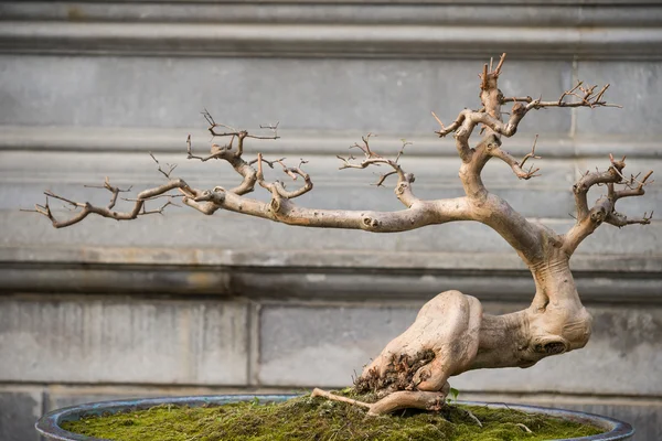 Bonsai ağacı çiçek tencerede