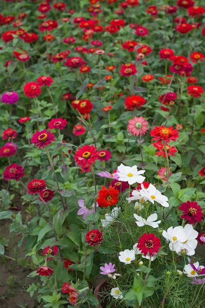 Diverse chrysant bloemen — Stockfoto