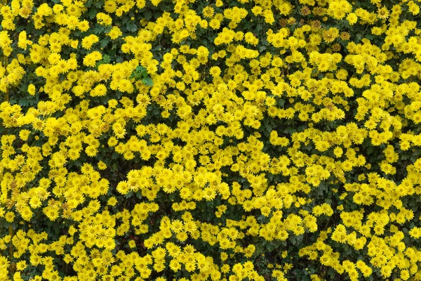 Chrysanthemum flowers wall — Stock Photo, Image