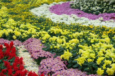 Çeşitli kasımpatı çiçekleri