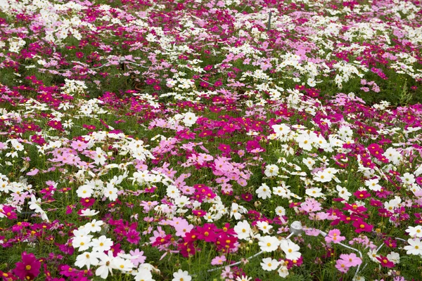 Fiori di crisantemo vari — Foto Stock