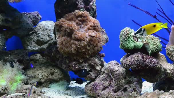 Tripical fishes and coral in aquarium — Stock Video