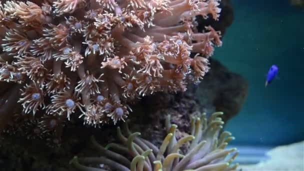 Koraller och fiskar i akvarium — Stockvideo