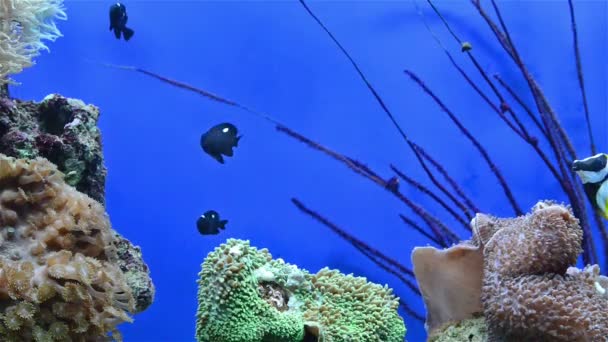 Peces tropicales y coral en acuario — Vídeo de stock