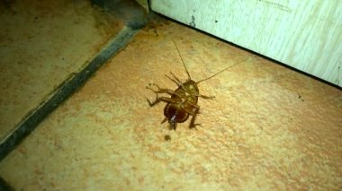 Ölmek üzere hamamböceği