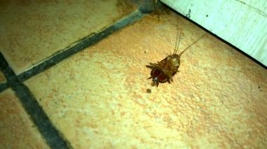 Ölmek üzere hamamböceği