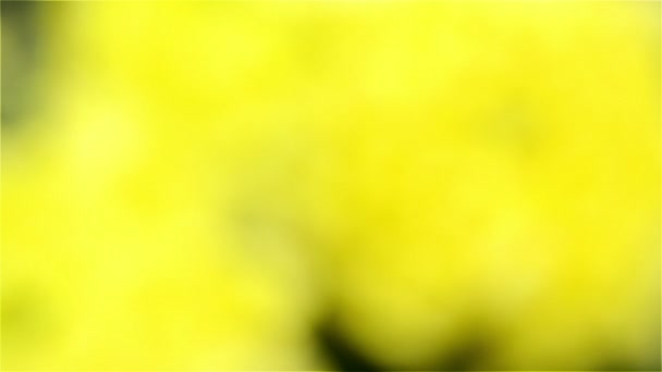 Yellow chrysanthemum come into focus — Stock Video