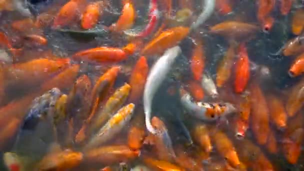 Carpes Koi surpeuplées dans un étang — Video