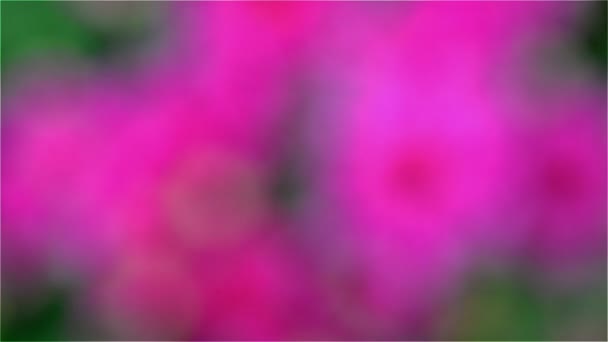 紫色の菊は、フォーカスに来てください。 — ストック動画