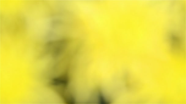 Crisântemo amarelo entra em foco — Vídeo de Stock