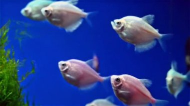 Balıklar deniz yosunu ile tank içinde Yüzme