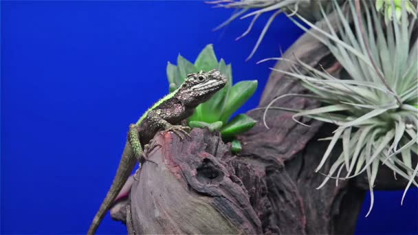 Lizard on tree watching and jumping out — Stock Video