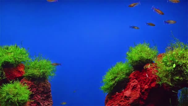Fische schwimmen im Aquarium mit Fasle-Hügel im Boden