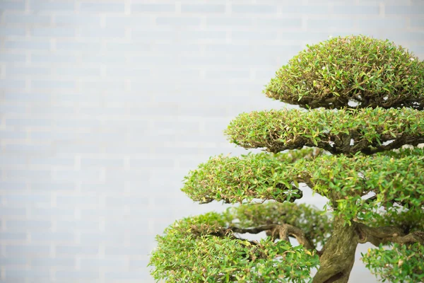 Árbol de Bonsai con espacio de copia —  Fotos de Stock