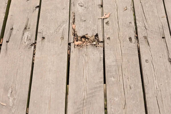 Wood plank veritcal and close up as background — Stock Photo, Image