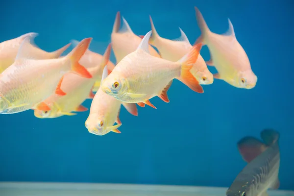 Peixes dourados nadando em aquário — Fotografia de Stock