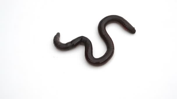 Earthworm crawling on a white background — Stock Video