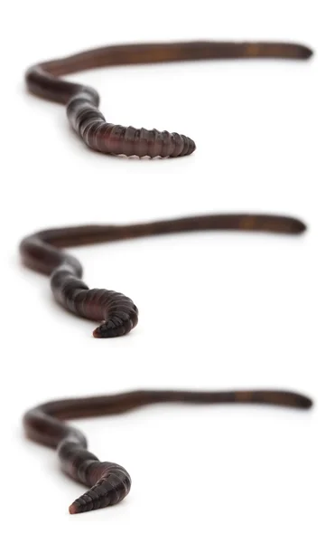 Gruppenbilder von Regenwürmern, die auf weißem selektivem Fokus kriechen — Stockfoto