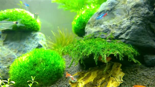 Fiskar simmar i akvarium — Stockvideo