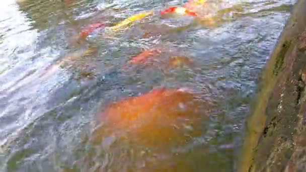 大锦鲤池塘里 — 图库视频影像