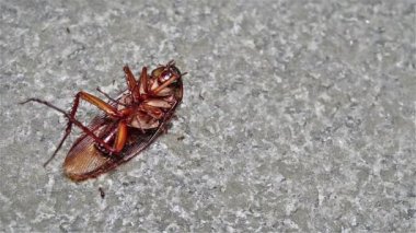 Karıncalar tarafından yemiş hamamböceği ölmeye yakın çekim