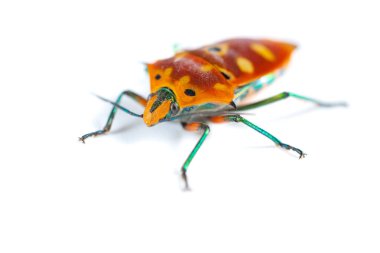 Açı görünümü beyaz üzerinde Calliphara nobilis