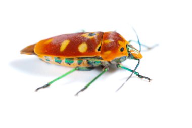 Açı görünümü beyaz üzerinde Calliphara nobilis