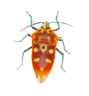 Bir Calliphara nobilis 'in karnı beyaz üzerine