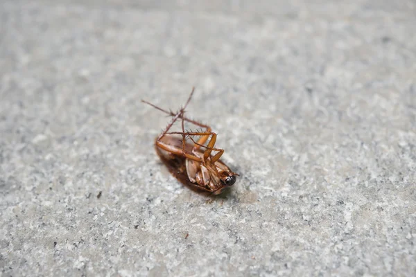 Таракан съеден муравьями — стоковое фото