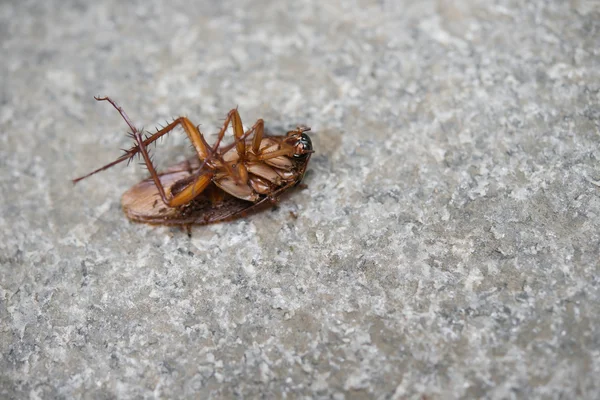 Kackerlacka uppäten av myror på nära håll — Stockfoto