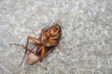 Karıncalar tarafından yemiş hamamböceği yakın çekim