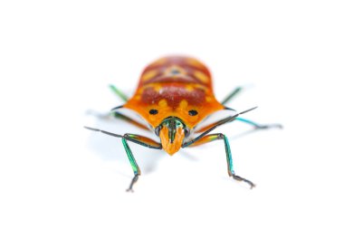 Açı görünümü beyaz üzerinde Calliphara nobilis