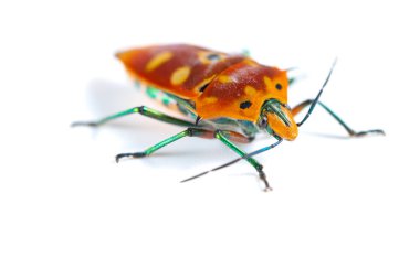 Açı görünümü beyaz üzerinde Calliphara nobilis