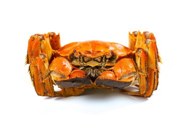 Beyaz üzerine taze pişmiş yengeç.