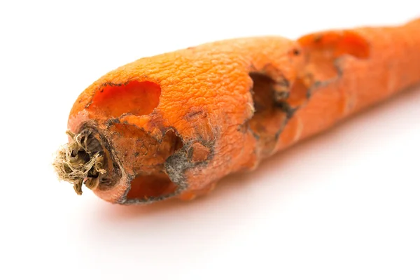 Gros plan carotte pourrie mordue par un insecte sur un fond blanc — Photo