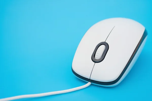 Vita musen på en blå bakgrund på nära håll — Stockfoto