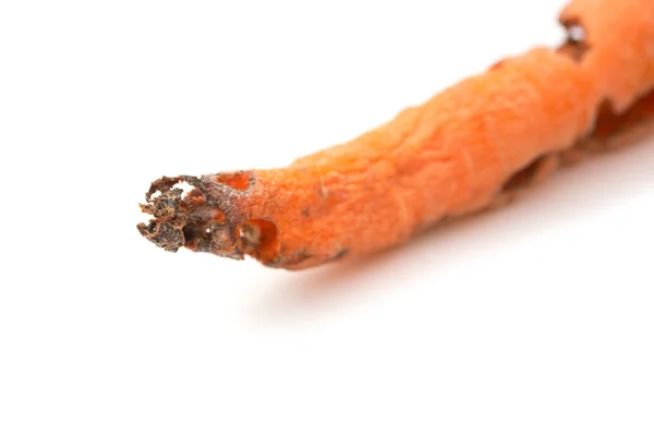 Gros plan carotte pourrie mordue par un insecte sur un fond blanc — Photo