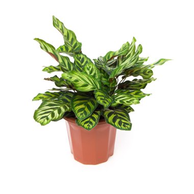 potted plant of  Calathea makoyana on a white background clipart
