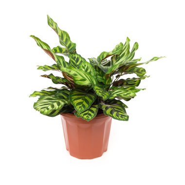 Saksılı bitki Calathea makoyana beyaz bir arka plan üzerinde
