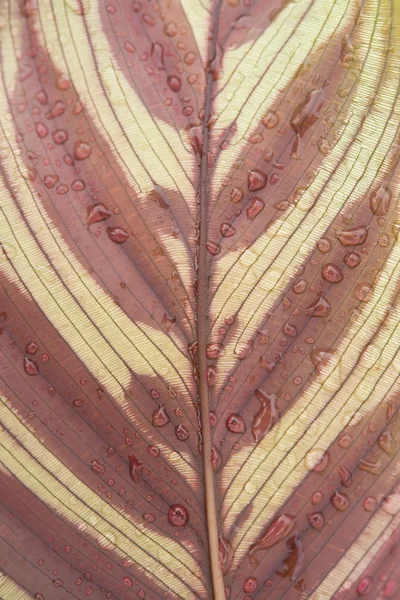 Parte posterior de Calathea makoyana hoja de cerca — Foto de Stock