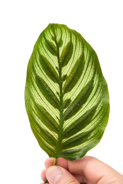 Przodu Kalatea makoyana liść na białym tle — Zdjęcie stockowe