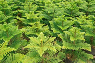 Araucaria çam ağacı