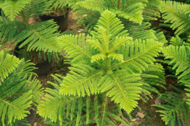 Araucaria çam ağacının Üstten Görünüm