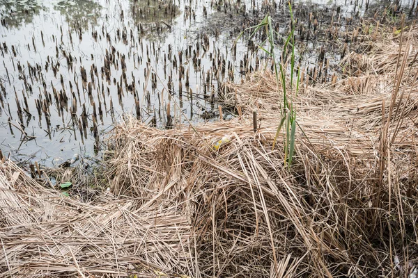 Lames d'herbe près d'un étang de lotus fané — Photo