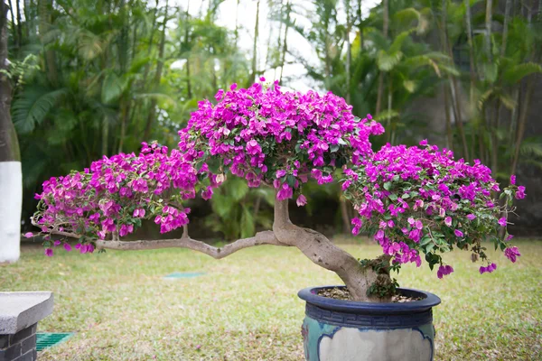 Bonsaje strom s fialovým květem v květináč — Stock fotografie