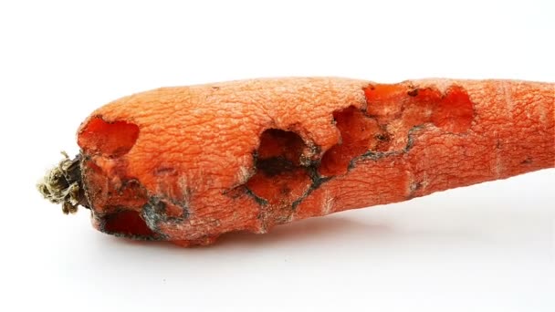 Rotazione di una carota marcia morsa da insetto — Video Stock