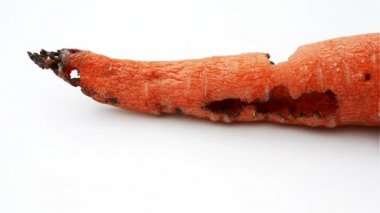 bir çürük havuç bited böcek tarafından döner