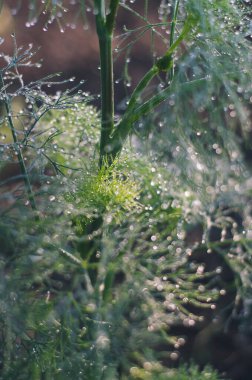 Çiğ ile kaplanmış Dill yaprağı.