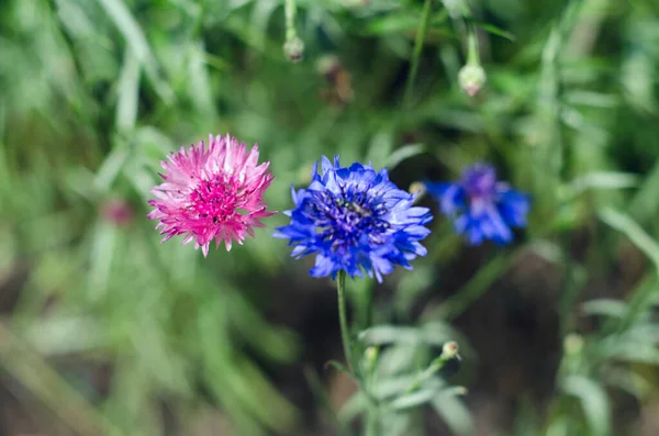 Flores Aciano Primer Plano Con Fondo Borroso — Foto de Stock